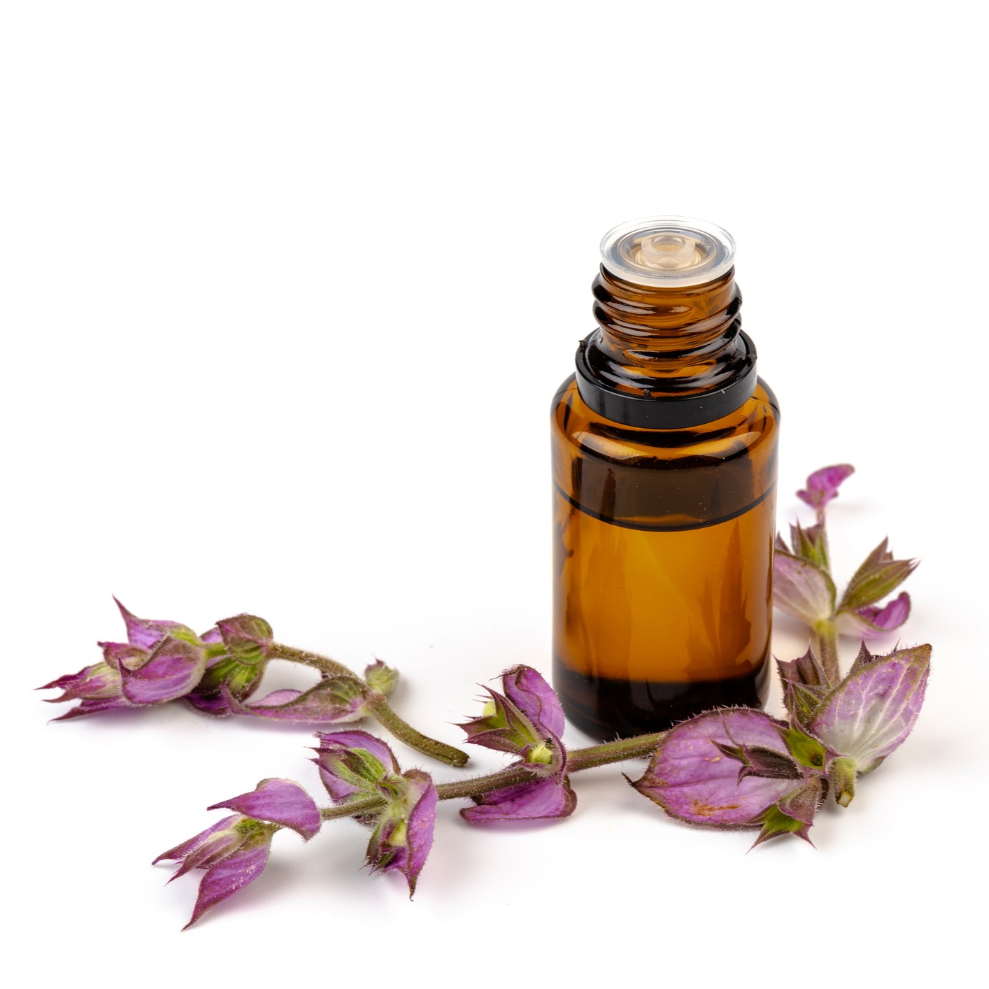 clary sage picture